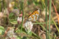 Melitaea cinxia