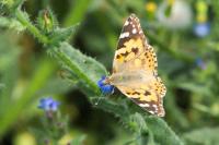 Vanessa cardui
