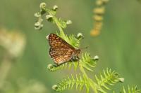 Euphydryas aurinia