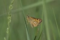 Carterocephalus palaemon