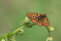 Euphydryas aurinia