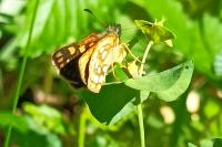 Carterocephalus palaemon