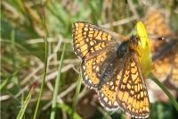 Euphydryas aurinia
