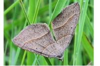 Scotopteryx luridata