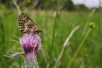 Melitaea athalia