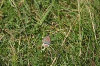 Polyommatus icarus