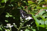 Limenitis reducta