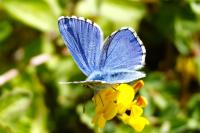 Lysandra bellargus