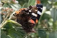 Vanessa atalanta