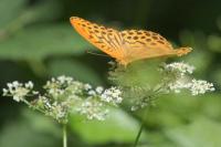 Argynnis paphia