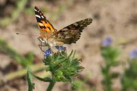 Vanessa cardui