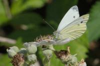 Pieris
