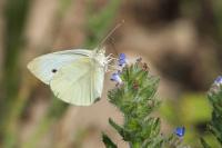 Pieris