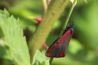Tyria jacobaeae