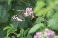Brintesia circe