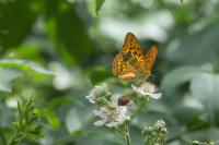 Argynnis paphia