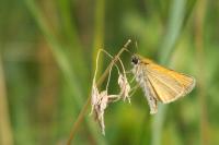 Thymelicus lineola