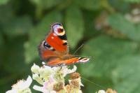 Aglais io