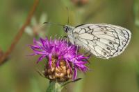 Melanargia galathea