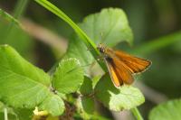 Thymelicus sylvestris