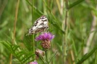 Melanargia galathea