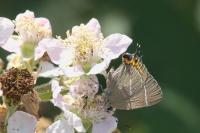Satyrium w-album