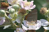 Satyrium w-album