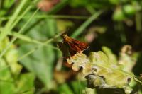 Thymelicus