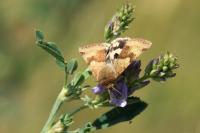 Heliothis viriplaca