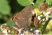 Satyrium w-album