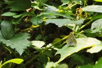 Quercusia quercus