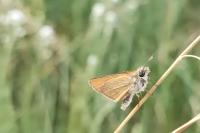 Thymelicus lineola