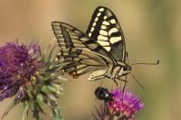 Papilio machaon