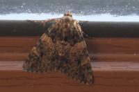 Catocala promissa