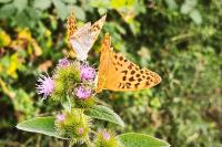 Argynnis paphia