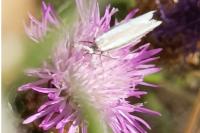 Pleurota aristella
