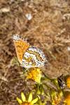 Emmelia trabealis