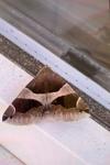 Dysgonia algira