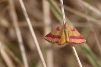 Lythria cruentaria