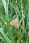 Loxostege sticticalis