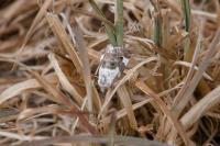 Acontia lucida