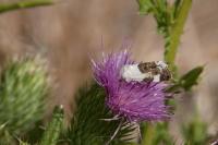 Acontia lucida