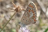 Aricia agestis