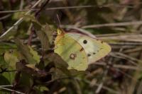 Colias crocea