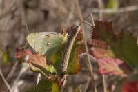 Colias crocea