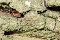 Bacidia rubella
