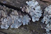 Parmelia sulcata