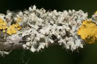 Physcia adscendens