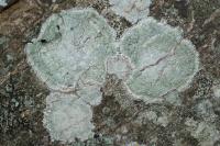 Lepra albescens