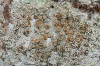 Lecanora chlarotera